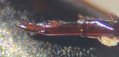 Ilybius ignarus by (c) Matthew Pintar, some rights reserved (CC BY), uploaded by Matthew Pintar. Used under a CC-BY license.