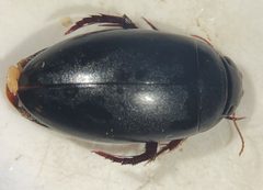 Ilybius ignarus by (c) Matthew Pintar, some rights reserved (CC BY), uploaded by Matthew Pintar. Used under a CC-BY license.