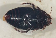 Ilybius ignarus by (c) Matthew Pintar, some rights reserved (CC BY), uploaded by Matthew Pintar. Used under a CC-BY license.