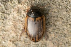 Ilybius lineellus by (c) Trevor Van Loon, some rights reserved (CC BY), uploaded by Trevor Van Loon. Used under a CC-BY license.
