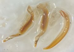 Ilybius subaeneus by (c) Matthew Pintar, some rights reserved (CC BY), uploaded by Matthew Pintar. Used under a CC-BY license.