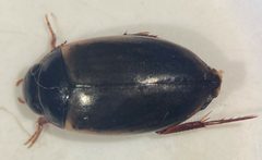 Agabus approximatus by (c) Matthew Pintar, some rights reserved (CC BY), uploaded by Matthew Pintar. Used under a CC-BY license.
