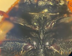 Agabus approximatus by (c) Matthew Pintar, some rights reserved (CC BY), uploaded by Matthew Pintar. Used under a CC-BY license.