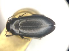 Neoscutopterus angustus by no rights reserved, uploaded by Nick Bédard. Used under a CC0 license.