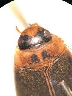 Rhantus binotatus by (c) gonodactylus, some rights reserved (CC BY), uploaded by gonodactylus. Used under a CC-BY license.