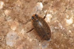 Rhantus binotatus by no rights reserved, uploaded by Braden J. Judson. Used under a CC0 license.