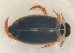 Rhantus binotatus by (c) Matthew Pintar, some rights reserved (CC BY), uploaded by Matthew Pintar. Used under a CC-BY license.