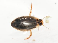 Rhantus binotatus by (c) Joseph Aubert, some rights reserved (CC BY), uploaded by Joseph Aubert. Used under a CC-BY license.