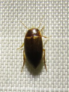Copelatus debilis by (c) Annika Lindqvist, some rights reserved (CC BY), uploaded by Annika Lindqvist. Used under a CC-BY license.