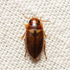 Copelatus debilis by (c) Justin Williams, some rights reserved (CC BY), uploaded by Justin Williams. Used under a CC-BY license.