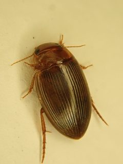 Copelatus glyphicus by no rights reserved, uploaded by Yann Kemper. Used under a CC0 license.
