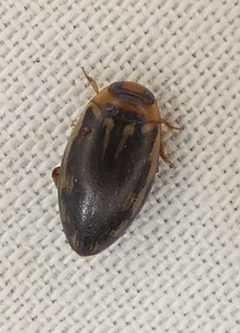Coptotominae by (c) Sean Golden, some rights reserved (CC BY), uploaded by Sean Golden. Used under a CC-BY license.