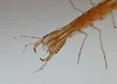 Cybister fimbriolatus by (c) Christine Young, some rights reserved (CC BY), uploaded by Christine Young. Used under a CC-BY license.