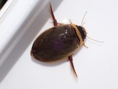 Graphoderus perplexus by (c) Cricket Raspet, some rights reserved (CC BY), uploaded by Cricket Raspet. Used under a CC-BY license.