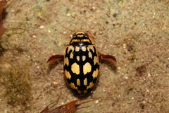 Thermonectus marmoratus by (c) Reid Hardin, some rights reserved (CC BY), uploaded by Reid Hardin. Used under a CC-BY license.