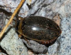 Thermonectus sibleyi by (c) Andrew Meeds, some rights reserved (CC BY), uploaded by Andrew Meeds. Used under a CC-BY license.