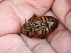 Dytiscus dauricus by (c) Louis Imbeau, some rights reserved (CC BY), uploaded by Louis Imbeau. Used under a CC-BY license.