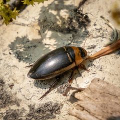 Hydaticus aruspex by (c) Andrew McKinlay, some rights reserved (CC BY), uploaded by Andrew McKinlay. Used under a CC-BY license.