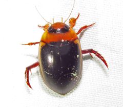 Hydaticus bimarginatus by (c) David Dodd, some rights reserved (CC BY), uploaded by David Dodd. Used under a CC-BY license.