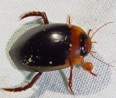 Hydaticus bimarginatus by (c) David Dodd, some rights reserved (CC BY), uploaded by David Dodd. Used under a CC-BY license.