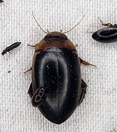 Hydaticus bimarginatus by (c) Alexis Smith, some rights reserved (CC BY), uploaded by Alexis Smith. Used under a CC-BY license.