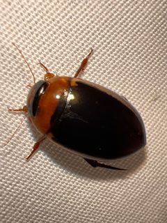 Hydaticus bimarginatus by (c) Andy Jordan, some rights reserved (CC BY), uploaded by Andy Jordan. Used under a CC-BY license.