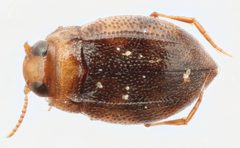 Anodocheilus exiguus by (c) Matthew Pintar, some rights reserved (CC BY), uploaded by Matthew Pintar. Used under a CC-BY license.