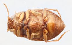Anodocheilus exiguus by (c) Matthew Pintar, some rights reserved (CC BY), uploaded by Matthew Pintar. Used under a CC-BY license.