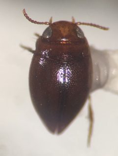 Brachyvatus by (c) Matthew Pintar, some rights reserved (CC BY), uploaded by Matthew Pintar. Used under a CC-BY license.