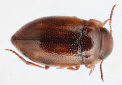 Liodessus noviaffinis by (c) Matthew Pintar, some rights reserved (CC BY), uploaded by Matthew Pintar. Used under a CC-BY license.