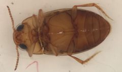 Neobidessus pullus by (c) Matthew Pintar, some rights reserved (CC BY), uploaded by Matthew Pintar. Used under a CC-BY license.