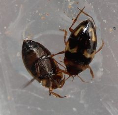 Neoclypeodytes cinctellus by (c) Even Dankowicz, some rights reserved (CC BY), uploaded by Even Dankowicz. Used under a CC-BY license.