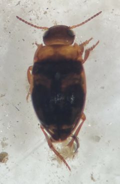 Neoclypeodytes cinctellus by (c) Matthew Pintar, some rights reserved (CC BY), uploaded by Matthew Pintar. Used under a CC-BY license.