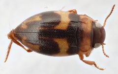 Neoclypeodytes cinctellus by (c) Matthew Pintar, some rights reserved (CC BY), uploaded by Matthew Pintar. Used under a CC-BY license.