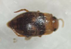 Neoclypeodytes discretus by (c) Matthew Pintar, some rights reserved (CC BY), uploaded by Matthew Pintar. Used under a CC-BY license.