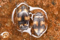 Neoclypeodytes plicipennis by (c) Trevor Van Loon, some rights reserved (CC BY), uploaded by Trevor Van Loon. Used under a CC-BY license.