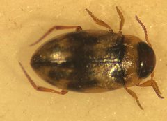 Uvarus texanus by (c) Matthew Pintar, some rights reserved (CC BY), uploaded by Matthew Pintar. Used under a CC-BY license.