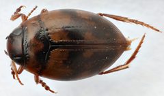 Clarkhydrus roffii by (c) Matthew Pintar, some rights reserved (CC BY), uploaded by Matthew Pintar. Used under a CC-BY license.