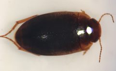 Hydrocolus deflatus by (c) Matthew Pintar, some rights reserved (CC BY), uploaded by Matthew Pintar. Used under a CC-BY license.