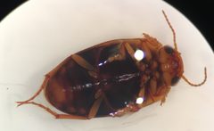 Hydrocolus deflatus by (c) Matthew Pintar, some rights reserved (CC BY), uploaded by Matthew Pintar. Used under a CC-BY license.