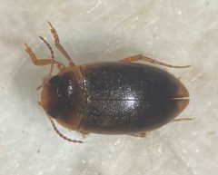 Hydrocolus paugus by (c) Matthew Pintar, some rights reserved (CC BY), uploaded by Matthew Pintar. Used under a CC-BY license.