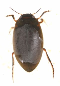 Hydroporus fortis by no rights reserved, uploaded by Mike Palmer. Used under a CC0 license.