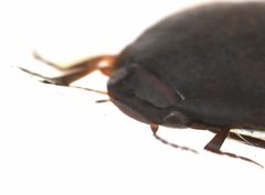 Hydroporus fortis by no rights reserved, uploaded by Mike Palmer. Used under a CC0 license.
