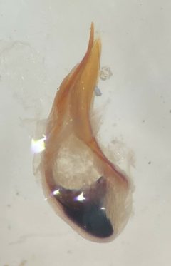 Hygrotus wardii by (c) Matthew Pintar, some rights reserved (CC BY), uploaded by Matthew Pintar. Used under a CC-BY license.