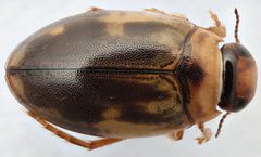 Hygrotus wardii by (c) Matthew Pintar, some rights reserved (CC BY), uploaded by Matthew Pintar. Used under a CC-BY license.