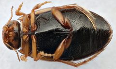 Hygrotus wardii by (c) Matthew Pintar, some rights reserved (CC BY), uploaded by Matthew Pintar. Used under a CC-BY license.