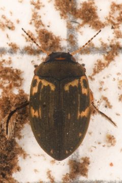 Leconectes striatellus by (c) Trevor Van Loon, some rights reserved (CC BY), uploaded by Trevor Van Loon. Used under a CC-BY license.