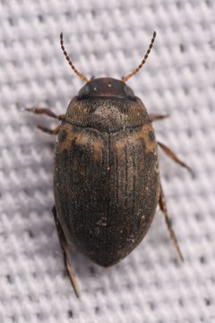 Leconectes striatellus by (c) Trevor Van Loon, some rights reserved (CC BY), uploaded by Trevor Van Loon. Used under a CC-BY license.
