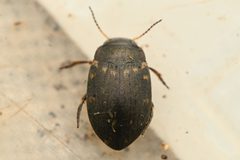Leconectes striatellus by (c) Trevor Van Loon, some rights reserved (CC BY), uploaded by Trevor Van Loon. Used under a CC-BY license.