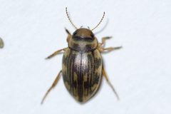 Nebrioporus macronychus by (c) Owen Strickland, some rights reserved (CC BY), uploaded by Owen Strickland. Used under a CC-BY license.